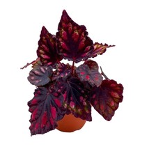 Begonia Rex Etna in a 4 inch Pot Black Red Spots - £14.55 GBP