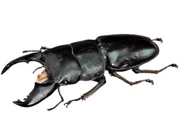 Handmade Serrognathus Titanus Yasuoka Beetle Statuette Fine Insect Figur... - £30.08 GBP