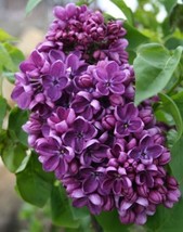 New Fresh Seeds 25 Purple Lilac Seeds Tree Fragrant Hardy Perennial Flower Flowe - $7.98