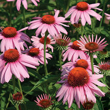 200 Young Purple Coneflower Flower Seeds Non-GMO - £5.50 GBP