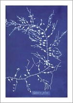 Botany Art Prints: Vintage Blue Victorian Plant Images: Buy 3 Get 4th Free - £6.77 GBP