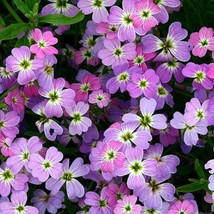 Virginia Stock Flower Seeds Seeds Gardening Beautiful USA SHIPPING - $21.98