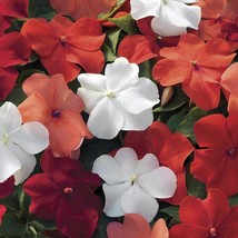 Flower Seed Mix Impatiens Seeds 50 Seeds Impatiens Xtreme Hot Mix Flower Seeds G - £10.88 GBP