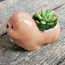 Walrus Planter with Succulent, Live Plant in Ceramic Animal Pot, 5" image 5