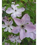 Fairy Dust Clematis Soft Lavender 4-inch Flowers/White Bars 2.5&quot; Pot Plant - $33.99