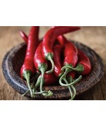 Red Cayenne Pepper- Capsicum Annuum 100 Seeds - $9.00