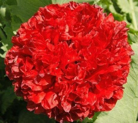 Papaver paeoniflorum scarlet poppy