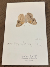 REAL Butterfly Junonia Orithya L Latin Nawa Entomology Japan 1910 Postcard - $22.58