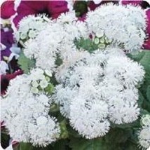 50 Seeds Pure White Ageratum Flower Long Lasting Annual Heirloom Seeds For Fast - $8.35