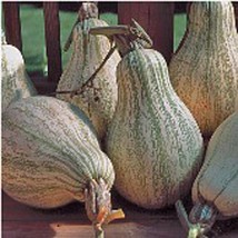 Best SELLER USA 10 Seeds Tennessee Sweet Potato Squash Seeds - £6.43 GBP