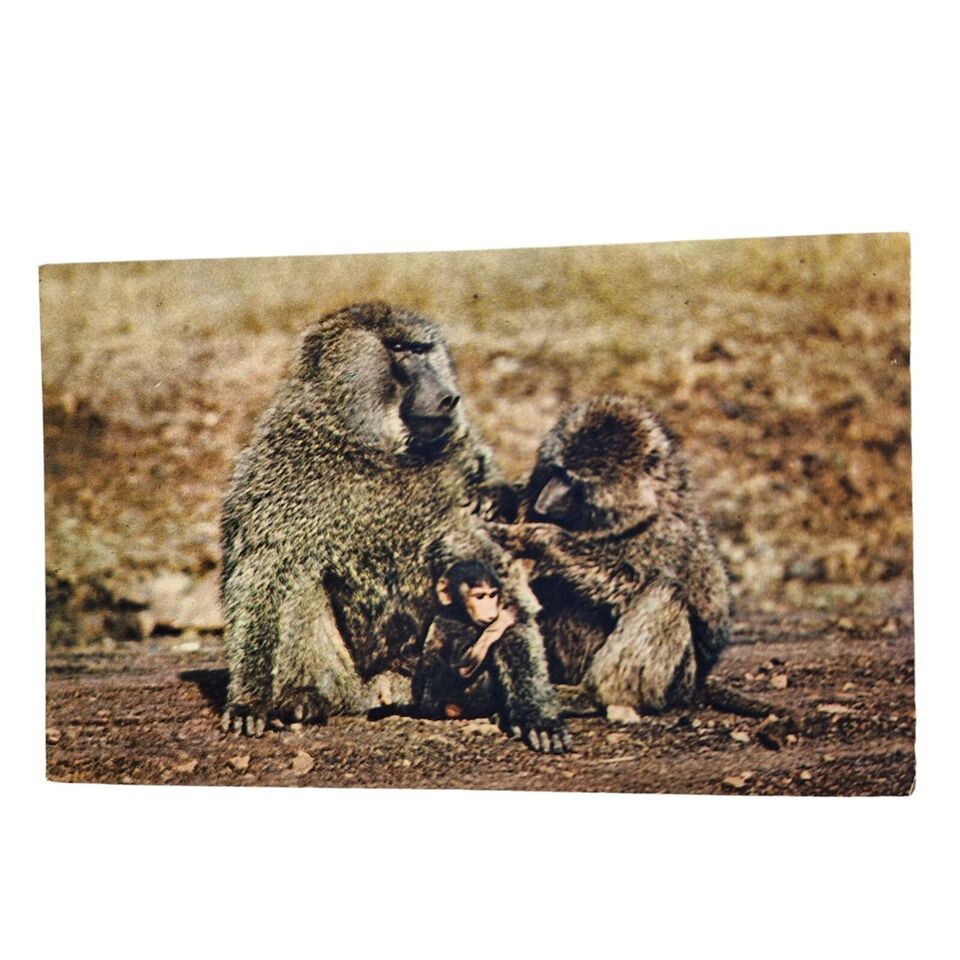 Postcard African Wild Life Baboon Family Monkey Ape Primate Chrome Unposted - $4.84