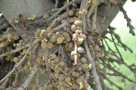 FREE SHIPPING Ficus semicordata Drooping Fig 200 Seeds - £13.44 GBP