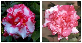 DAIKAGURA**Bicolor Bloom** Camellia Japonica-Live Starter Plant - £43.21 GBP