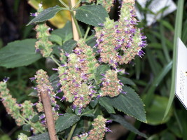 Pogostemon Cablin Patchouli Herb Seeds USA Fast Shipping - $18.98