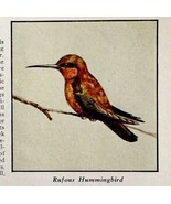 Rufous Hummingbird Bird Print 1931 Blue Book Birds Of America Animal Art... - $19.99