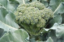 Broccoli, Waltham 29, Heirloom, Organic 25+ Seeds, Delicious And Healthy - £1.57 GBP