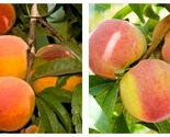 Ranger Peach Tree 1 Live Plant Well Rooted 14-30&quot; Tall - $79.93