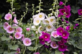 THJAR Indian Spring Heirloom Hollyhock Flower Seeds - $4.97