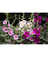 THJAR Indian Spring Heirloom Hollyhock Flower Seeds - $92.96 MXN
