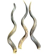 Kudu Horn 1 African Greater Kudu Horn HUGE Size XL - 41 to 43&quot; around th... - €126,55 EUR