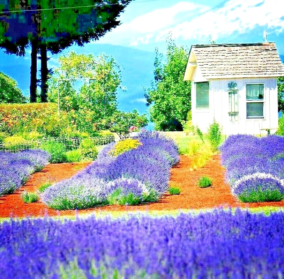 1200 English Lavender Seeds Spring Perennial Herb Mosquito Insect Repellent - $81.08 MXN