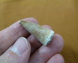 (DF233-153) 1-1/4&quot; Fossil MOSASAURUS Dinosaur tooth Mosasaur dig fossil ... - $19.62