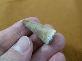 (DF233-153) 1-1/4&quot; Fossil MOSASAURUS Dinosaur tooth Mosasaur dig fossil teeth - £15.43 GBP