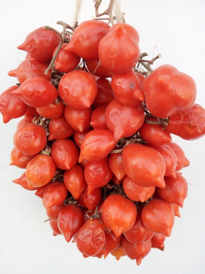 Tomato spunzillo 30 seeds per pack  - €4,71 EUR