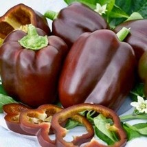 Chocolate Beauty Sweet Bell Pepper Seeds Open Pollinated Vegetable Seeds... - $9.71