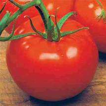 Ship From Us 8 Oz Seeds - Ace 55 Tomato Seeds - NON-GMO, Heirloom Vegetable TM11 - £85.23 GBP