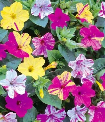 Four O Clock Marvel Of Peru Mirabilis Mix Annual Outdoor Flower 25 Fresh Seeds f - $17.98