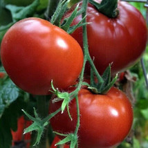 AD 50 Seeds Crimson Sprinter Tomato Juicy Tomatoe Vegetable Edible Food ... - $18.19 CAD
