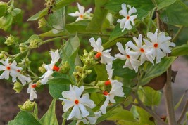 Nyctanthes arbor-tristis – Night-flowering jasmine - 5+ seeds - (E 232) - £1.57 GBP