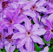 25 Pc Seeds Lilac Clematis Flowers Climbing Perennial Seeds for Planting | RK - £13.15 GBP