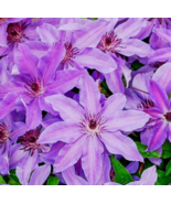 25 Pc Seeds Lilac Clematis Flowers Climbing Perennial Seeds for Planting... - £13.14 GBP