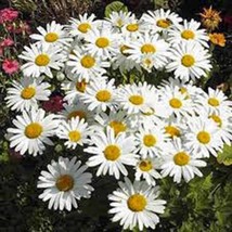 Shasta Daisy 100 Seeds Organic, Beautiful Bright WHITE/YELLOW Flower - £6.27 GBP