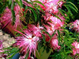10 Seeds Fairy Duster Tree Pink Exotic - £7.86 GBP