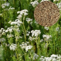 500 Caraway Seeds Gardening Fresh USA Seller - $9.15