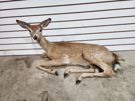 Whitetail Deer Fawn Taxidermy Mount - $650.00