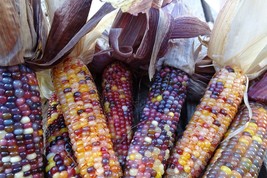 Red Husk Spectrum - Multi-colored popcorn with multiple ears on a stalk - £4.33 GBP