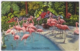 Postcard Flamingoes In Florida - £2.32 GBP
