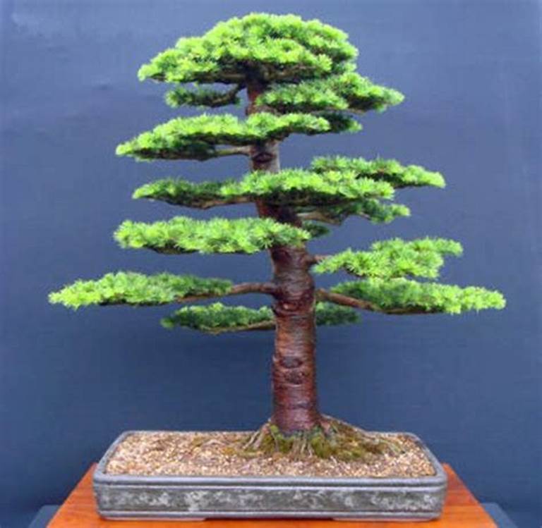 Japanese Cedar Tree Bonsai Resistant to Cold Evergreen Cedar Tree, 100 PCS SEEDS