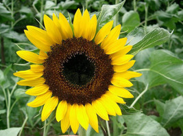 Sunflower Taiyo Japanese Heirloom Easy Sun 22 Seed - £3.95 GBP
