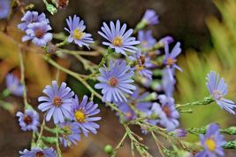 100 Sky Blue Aster Seeds Perennial Native Fall Flower - £6.39 GBP