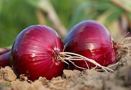 Red Grano Onion Seeds 200 Seeds Heirloom Non Gmo 1071 Fresh Garden Beautiful - £5.17 GBP
