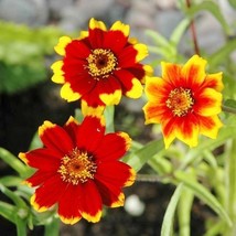 USA Non GMO 200 Seeds Zinnia Chippendale Daisy Petite Flowers Gardening Pollinat - £7.02 GBP