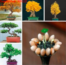 New Fresh Ginkgo Biloba Seed Species Of Maidenhair Tree Seeds - $5.45