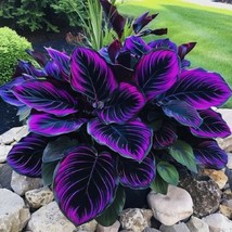 Beautiful Plant Goeppertia warszewiczii Couture Flower ~Purple~ Tip ~Cal... - $12.99