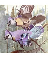 Northern Blue Jay Canada Jay 1955 Plate Print Birds Of America Nature Ar... - $757.80 MXN