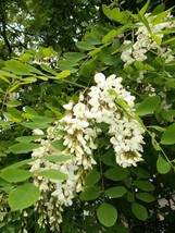 US Seller 25 Flowering Black Locust Tree Yellow False Acacia Robinia Psu... - £9.47 GBP